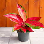 Aglaonéma (Aglanoema) ´CHILI RED’ - výška 15-20 cm, kont. C1L